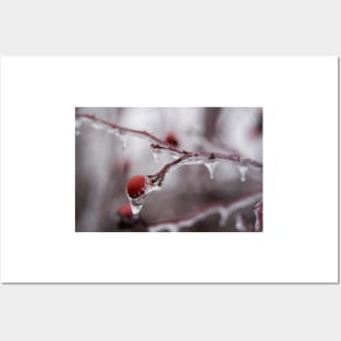 Frozen briar berries Posters and Art